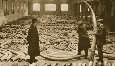 Ivory in a store at the London Docks by English Photographer